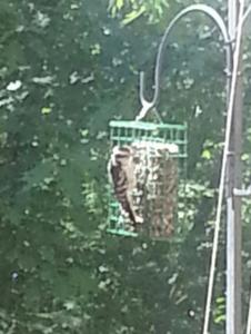 The Joys and Frustrations of a Bird Feeder